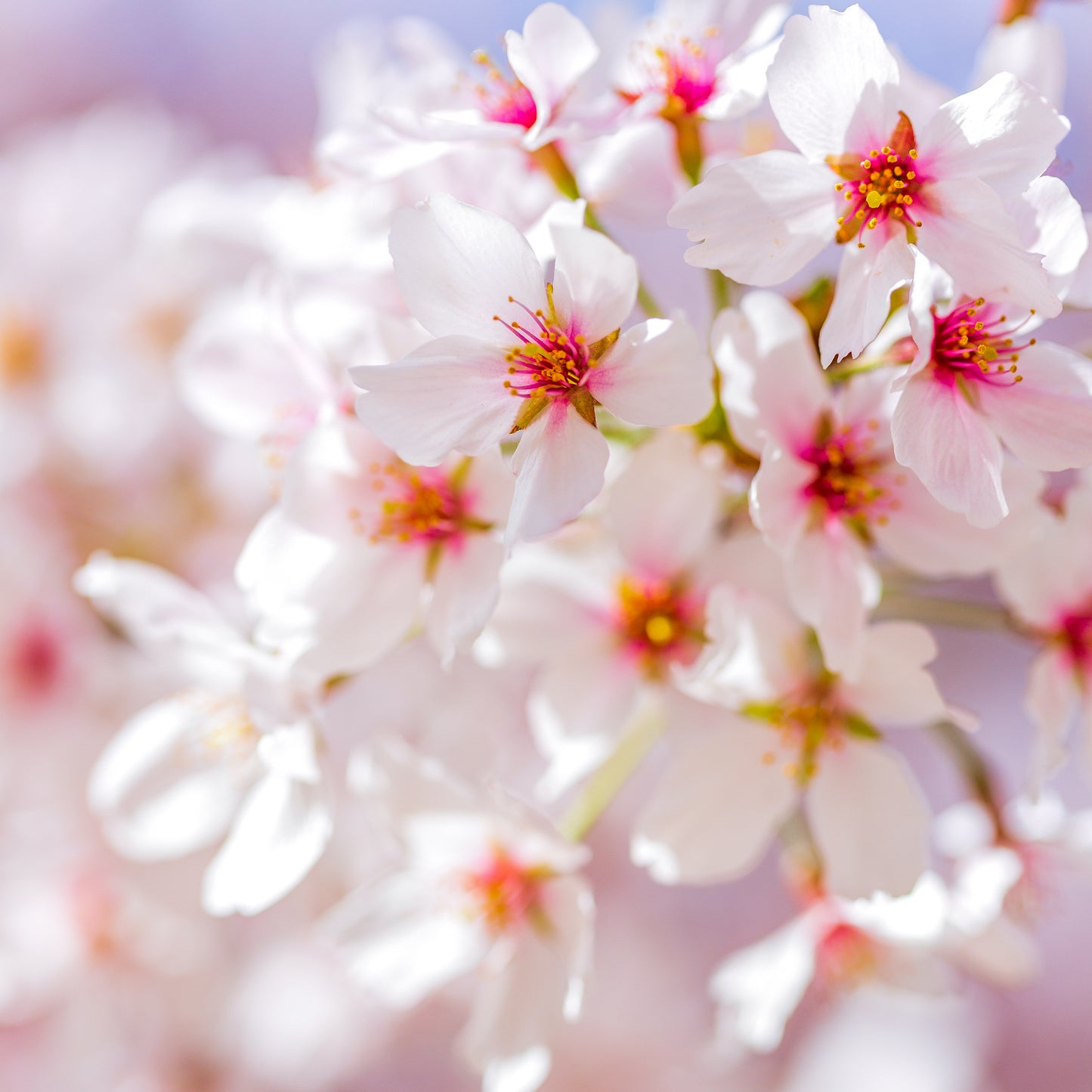 噂の栗どら・郷の花まつり詰め合わせ